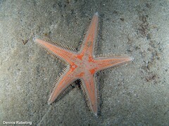 Astropecten aranciacus
