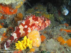 Scorpaena canariensis