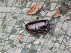 Loboptera decipiens