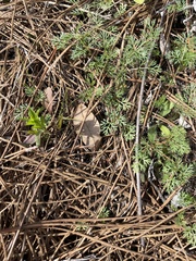 Glandularia aristigera