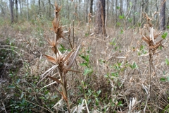 Dichanthelium scabriusculum