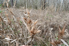 Dichanthelium scabriusculum