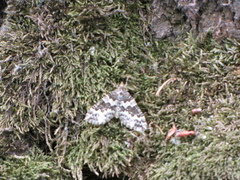 Electrophaes corylata