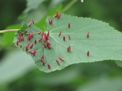Eriophyes tiliae