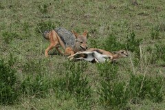 Lupulella mesomelas schmidti