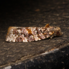 Argyrotaenia floridana