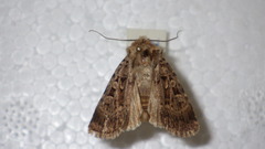 Chersotis multangula