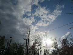 Tillandsia usneoides