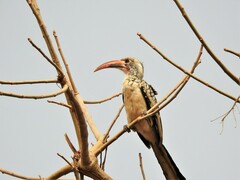 Tockus erythrorhynchus