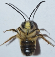 Eucera nigrilabris