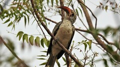 Tockus erythrorhynchus