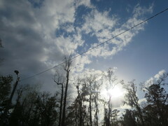 Tillandsia usneoides