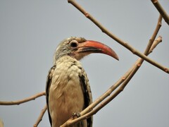 Tockus erythrorhynchus