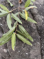 Quercus phellos