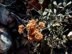 Eriogonum jamesii