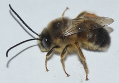 Eucera nigrilabris