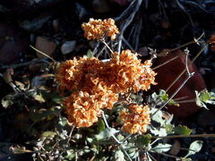 Eriogonum jamesii