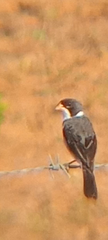 Sporophila albogularis