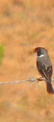 Sporophila albogularis