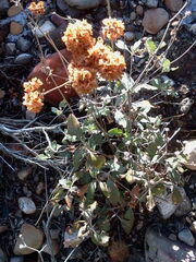 Eriogonum jamesii