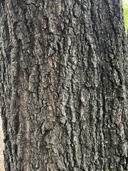 Quercus phellos