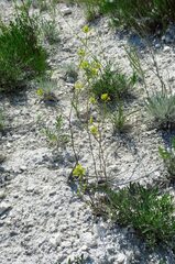 Brassica elongata pinnatifida