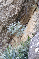 Cussonia