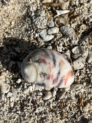 Nerita peloronta