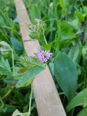 Trifolium resupinatum