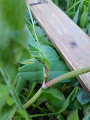 Trifolium resupinatum