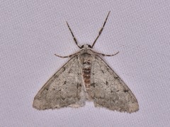 Phigalia strigataria