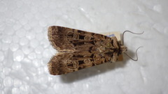 Chersotis multangula