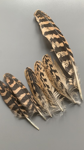 Plume de Butor étoilé