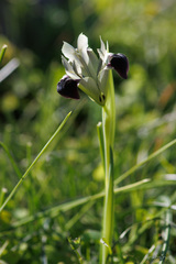 Iris tuberosa