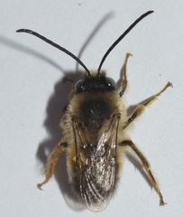 Eucera nigrilabris
