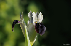 Iris tuberosa