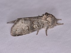 Psaphida rolandi