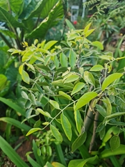 Bolusanthus speciosus