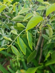 Bolusanthus speciosus