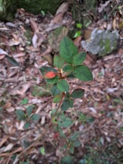 Rhododendron oldhamii