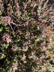 Eriogonum parvifolium