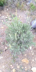 Anthyllis cytisoides