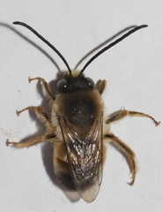 Eucera nigrilabris