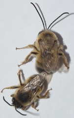 Eucera nigrilabris