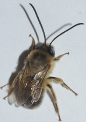 Eucera nigrilabris