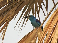 Coracias abyssinicus
