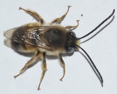 Eucera nigrilabris