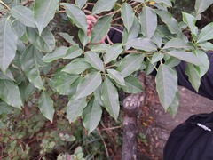 Dendropanax dentiger