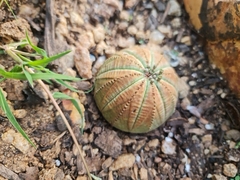 Euphorbia obesa