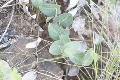 Afroaster perfoliatus